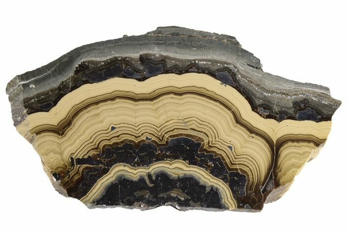 Polished Schalenblende Slice - Poland #228179